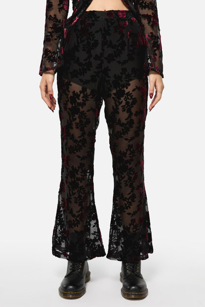 Black Friday - Lush Burnout Velvet Pants - multi