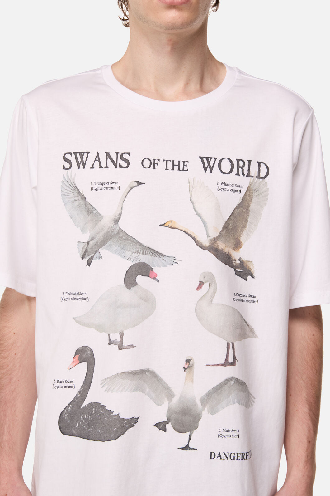 Dangerfield - Swan Species Tee - white