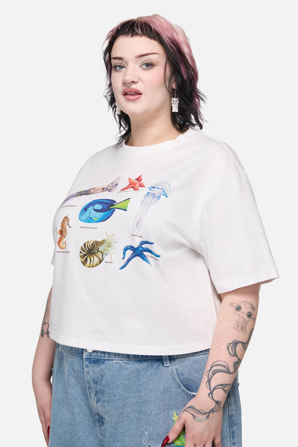 Dangerfield - Oceanic Tee - cream
